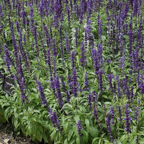 Mehliger Salbei Victoria Deep Blue Vegs & Flowers